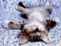 Kitten Sleeping